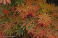 - Acer sieboldianum 'Kumoi nishiki' Variegated Full Moon Japanese Maple - Mr Maple │ Buy Japanese Maple Trees