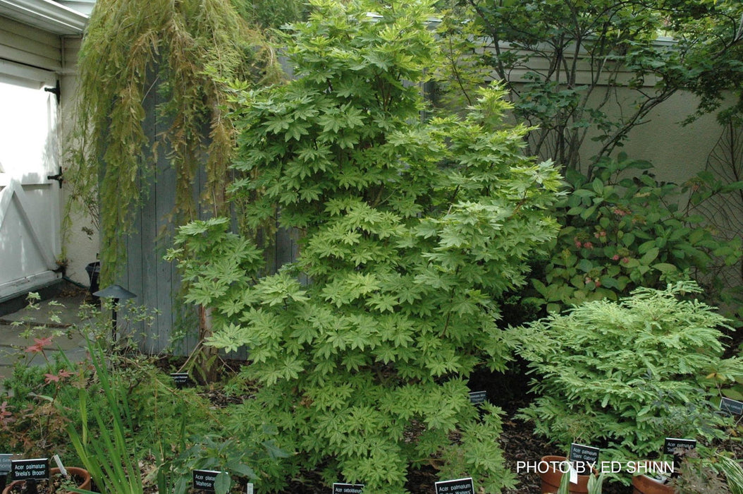 - Acer sieboldianum 'Kumoi nishiki' Variegated Full Moon Japanese Maple - Mr Maple │ Buy Japanese Maple Trees