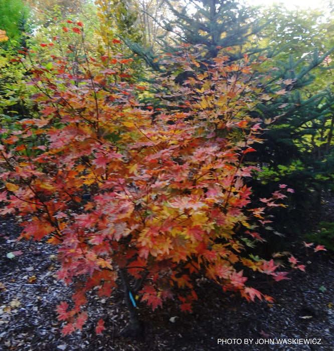 - Acer sieboldianum 'Kumoi nishiki' Variegated Full Moon Japanese Maple - Mr Maple │ Buy Japanese Maple Trees