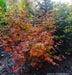 - Acer sieboldianum 'Kumoi nishiki' Variegated Full Moon Japanese Maple - Mr Maple │ Buy Japanese Maple Trees