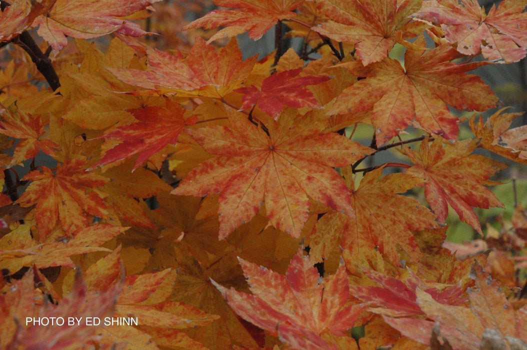 - Acer sieboldianum 'Kumoi nishiki' Variegated Full Moon Japanese Maple - Mr Maple │ Buy Japanese Maple Trees