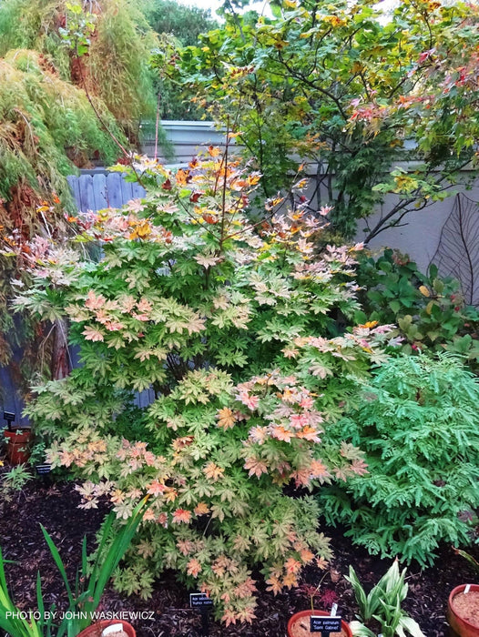 - Acer sieboldianum 'Kumoi nishiki' Variegated Full Moon Japanese Maple - Mr Maple │ Buy Japanese Maple Trees