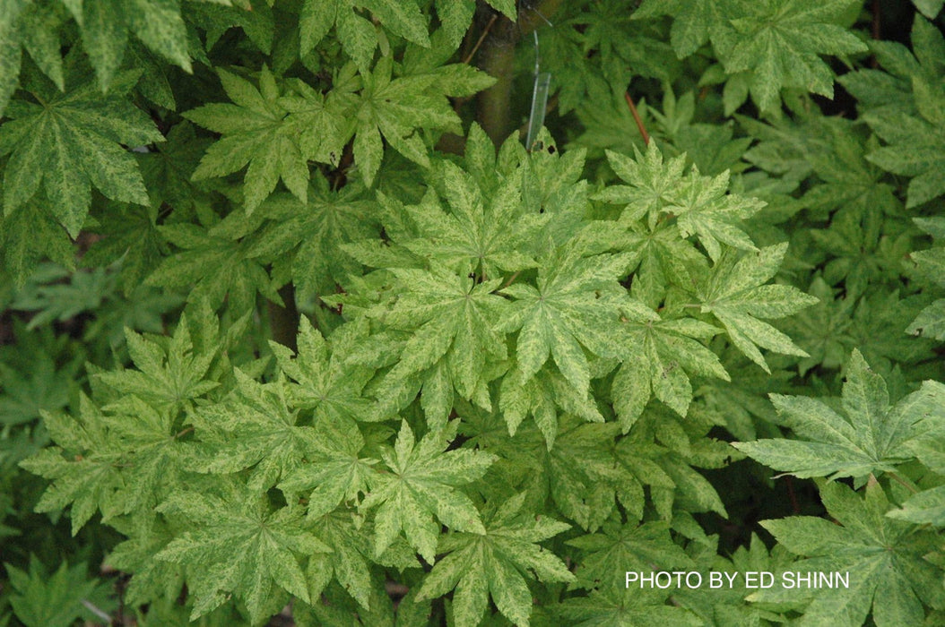 - Acer sieboldianum 'Kumoi nishiki' Variegated Full Moon Japanese Maple - Mr Maple │ Buy Japanese Maple Trees