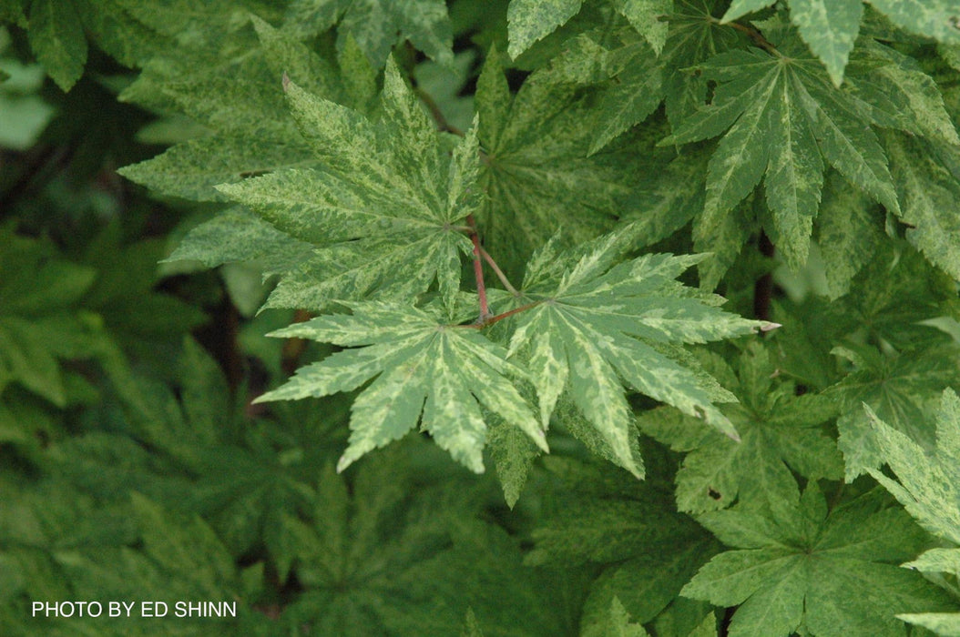 - Acer sieboldianum 'Kumoi nishiki' Variegated Full Moon Japanese Maple - Mr Maple │ Buy Japanese Maple Trees