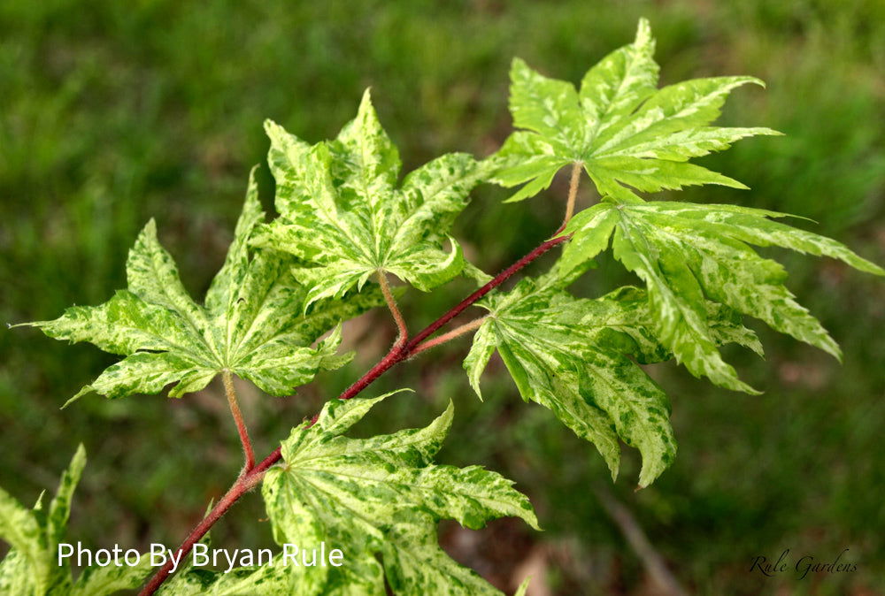 - Acer sieboldianum 'Kumoi nishiki' Variegated Full Moon Japanese Maple - Mr Maple │ Buy Japanese Maple Trees