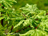 - Acer sieboldianum 'Kumoi nishiki' Variegated Full Moon Japanese Maple - Mr Maple │ Buy Japanese Maple Trees