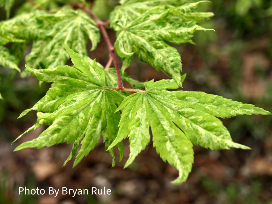 - Acer sieboldianum 'Kumoi nishiki' Variegated Full Moon Japanese Maple - Mr Maple │ Buy Japanese Maple Trees