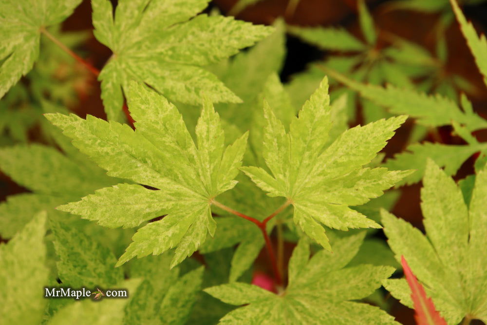 - Acer sieboldianum 'Kumoi nishiki' Variegated Full Moon Japanese Maple - Mr Maple │ Buy Japanese Maple Trees