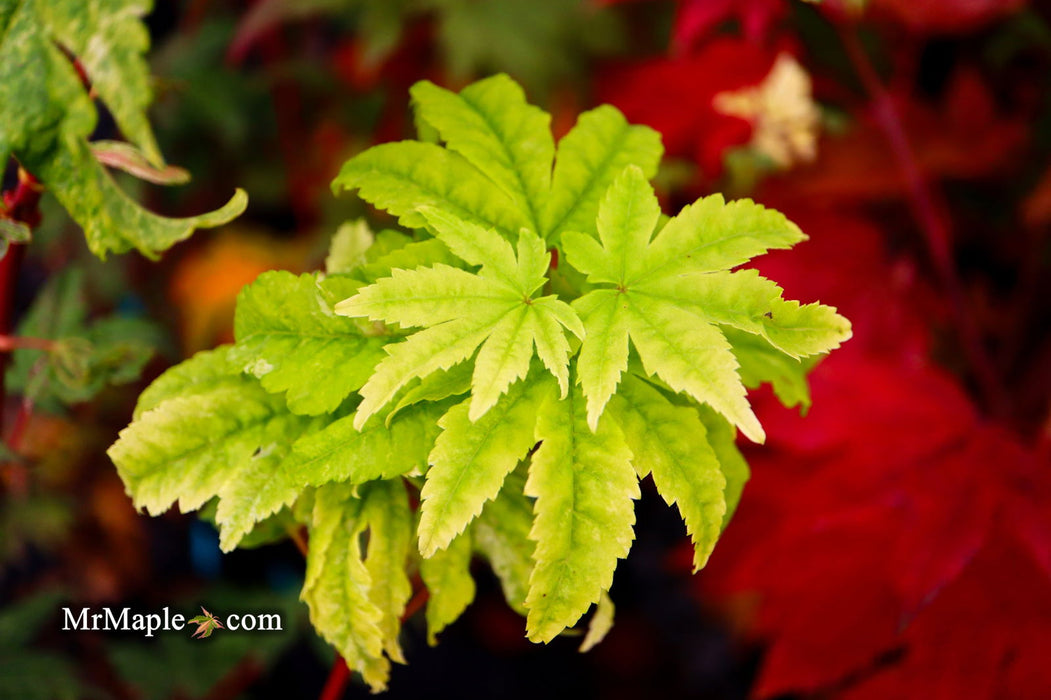 - Acer sieboldianum 'Kumoi nishiki' Variegated Full Moon Japanese Maple - Mr Maple │ Buy Japanese Maple Trees