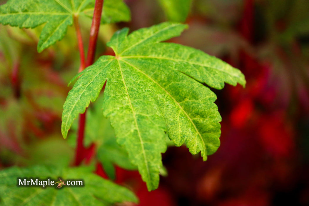 - Acer sieboldianum 'Kumoi nishiki' Variegated Full Moon Japanese Maple - Mr Maple │ Buy Japanese Maple Trees