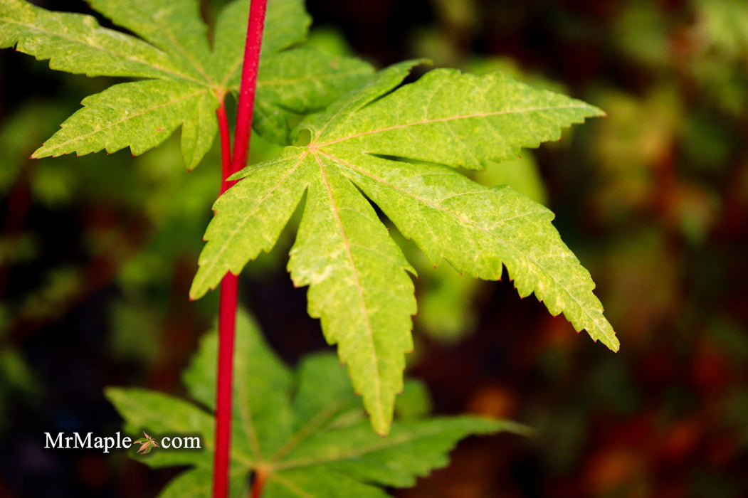 - Acer sieboldianum 'Kumoi nishiki' Variegated Full Moon Japanese Maple - Mr Maple │ Buy Japanese Maple Trees