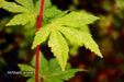 - Acer sieboldianum 'Kumoi nishiki' Variegated Full Moon Japanese Maple - Mr Maple │ Buy Japanese Maple Trees