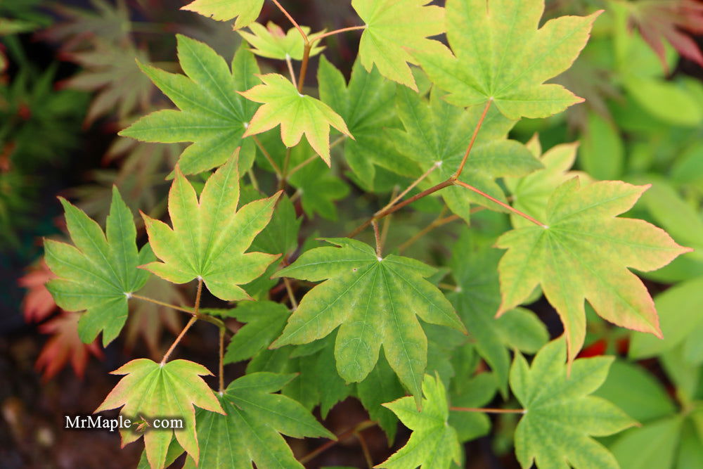 '- Acer sieboldianum 'Mikasayama' Full Moon Japanese Maple - Mr Maple │ Buy Japanese Maple Trees