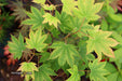 '- Acer sieboldianum 'Mikasayama' Full Moon Japanese Maple - Mr Maple │ Buy Japanese Maple Trees