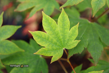 - Acer sieboldianum 'Mikasayama' Full Moon Japanese Maple - Mr Maple │ Buy Japanese Maple Trees