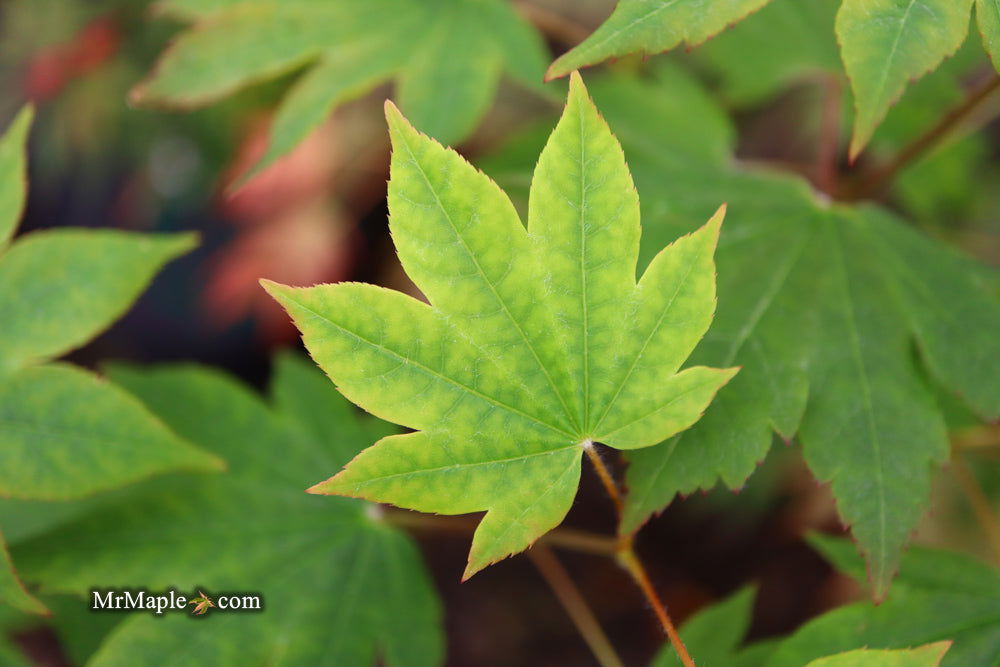 '- Acer sieboldianum 'Mikasayama' Full Moon Japanese Maple - Mr Maple │ Buy Japanese Maple Trees