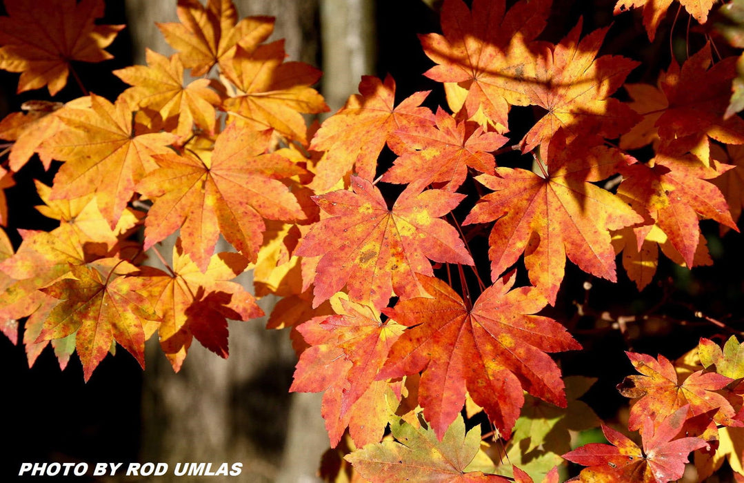 '- Acer sieboldianum 'Mikasayama' Full Moon Japanese Maple - Mr Maple │ Buy Japanese Maple Trees