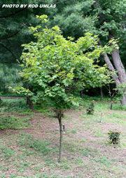 - Acer sieboldianum 'Mikasayama' Full Moon Japanese Maple - Mr Maple │ Buy Japanese Maple Trees