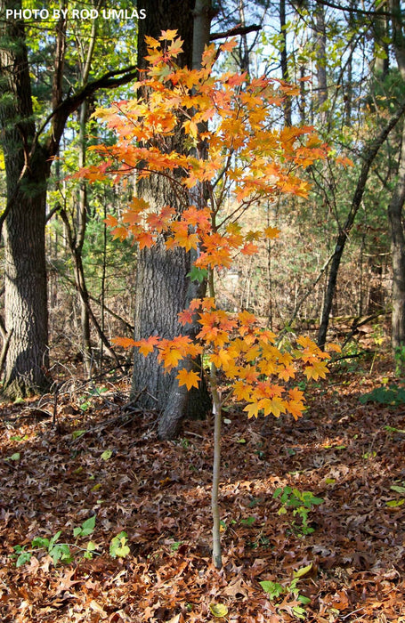 '- Acer sieboldianum 'Mikasayama' Full Moon Japanese Maple - Mr Maple │ Buy Japanese Maple Trees