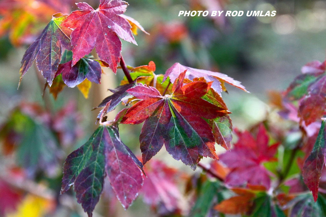 '- Acer sieboldianum 'Mikasayama' Full Moon Japanese Maple - Mr Maple │ Buy Japanese Maple Trees