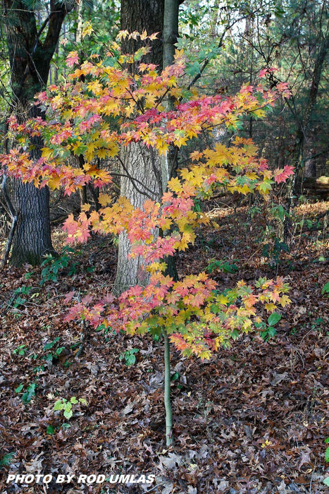 '- Acer sieboldianum 'Mikasayama' Full Moon Japanese Maple - Mr Maple │ Buy Japanese Maple Trees