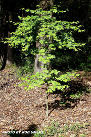 - Acer sieboldianum 'Mikasayama' Full Moon Japanese Maple - Mr Maple │ Buy Japanese Maple Trees