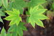 '- Acer sieboldianum 'Mikasayama' Full Moon Japanese Maple - Mr Maple │ Buy Japanese Maple Trees