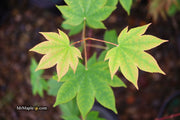 - Acer sieboldianum 'Mikasayama' Full Moon Japanese Maple - Mr Maple │ Buy Japanese Maple Trees