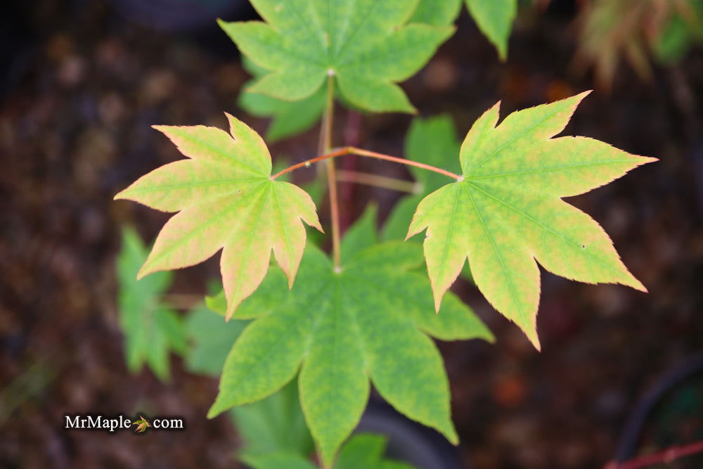 '- Acer sieboldianum 'Mikasayama' Full Moon Japanese Maple - Mr Maple │ Buy Japanese Maple Trees