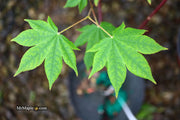 - Acer sieboldianum 'Mikasayama' Full Moon Japanese Maple - Mr Maple │ Buy Japanese Maple Trees