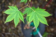 '- Acer sieboldianum 'Mikasayama' Full Moon Japanese Maple - Mr Maple │ Buy Japanese Maple Trees