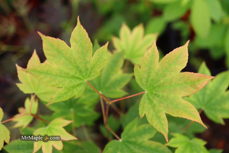 - Acer sieboldianum 'Mikasayama' Full Moon Japanese Maple - Mr Maple │ Buy Japanese Maple Trees