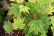 - Acer sieboldianum 'Mikasayama' Full Moon Japanese Maple - Mr Maple │ Buy Japanese Maple Trees