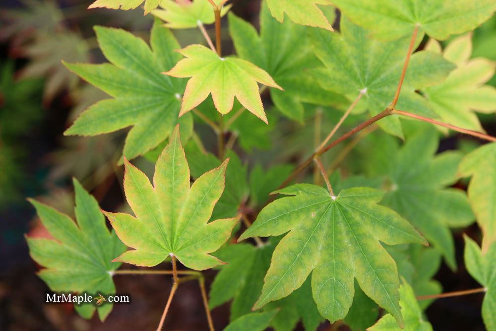 '- Acer sieboldianum 'Mikasayama' Full Moon Japanese Maple - Mr Maple │ Buy Japanese Maple Trees