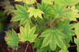 '- Acer sieboldianum 'Mikasayama' Full Moon Japanese Maple - Mr Maple │ Buy Japanese Maple Trees