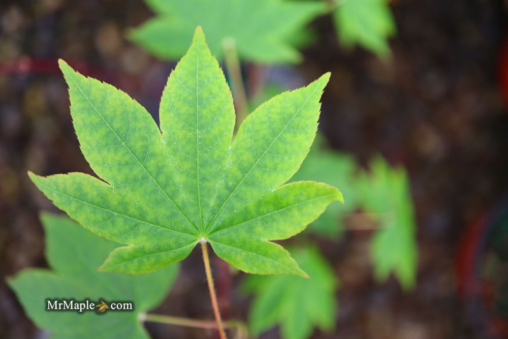 '- Acer sieboldianum 'Mikasayama' Full Moon Japanese Maple - Mr Maple │ Buy Japanese Maple Trees