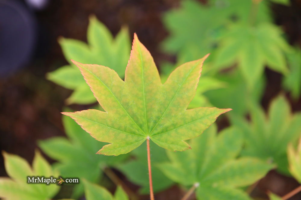 '- Acer sieboldianum 'Mikasayama' Full Moon Japanese Maple - Mr Maple │ Buy Japanese Maple Trees