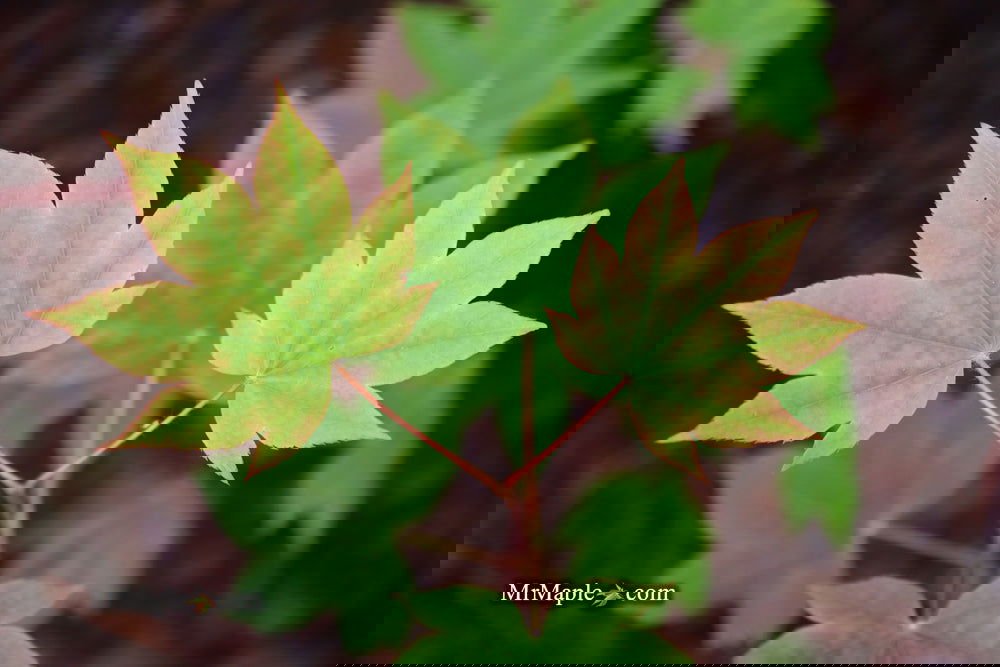 Buy Acer sieboldianum 'Mikasayama' Full Moon Japanese Maple — Mr