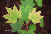 - Acer sieboldianum 'Mikasayama' Full Moon Japanese Maple - Mr Maple │ Buy Japanese Maple Trees