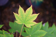 - Acer sieboldianum 'Mikasayama' Full Moon Japanese Maple - Mr Maple │ Buy Japanese Maple Trees