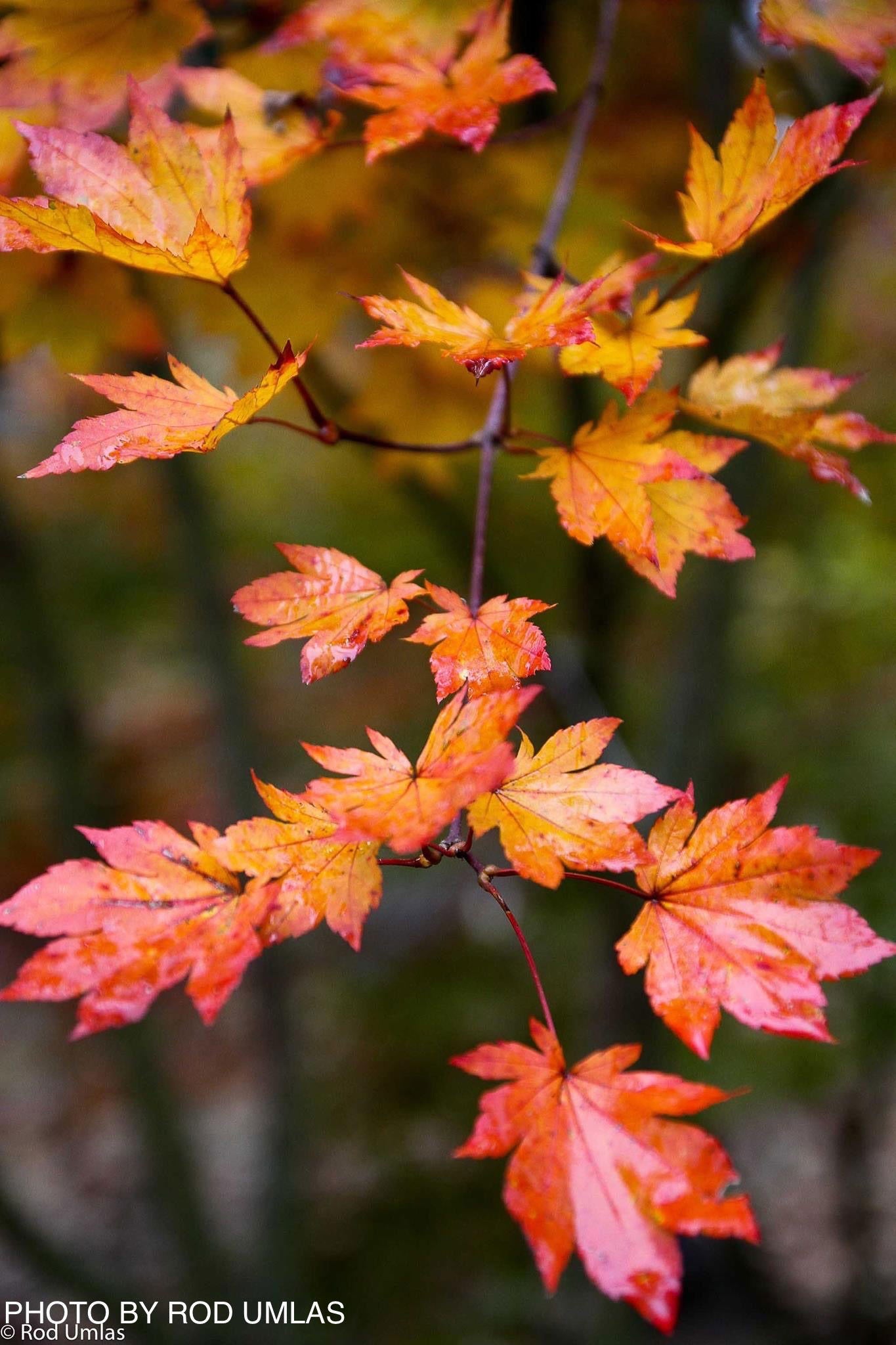 Buy Acer sieboldianum 'Ogurayama' Full Moon Japanese Maple — Mr