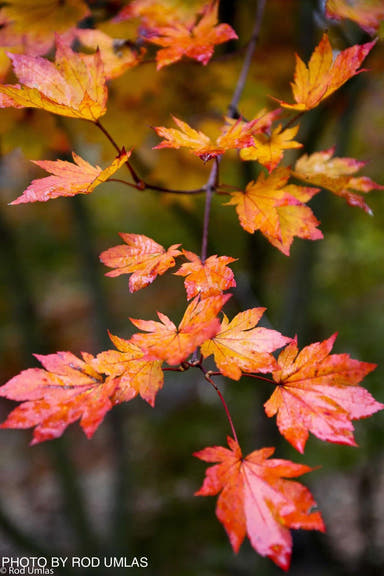 - Acer sieboldianum 'Ogurayama' Full Moon Japanese Maple - Mr Maple │ Buy Japanese Maple Trees