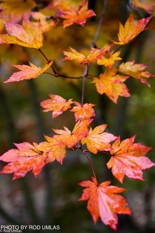 '- Acer sieboldianum 'Ogurayama' Full Moon Japanese Maple - Mr Maple │ Buy Japanese Maple Trees