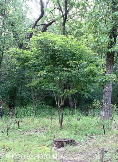 - Acer sieboldianum 'Ogurayama' Full Moon Japanese Maple - Mr Maple │ Buy Japanese Maple Trees