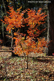 - Acer sieboldianum 'Ogurayama' Full Moon Japanese Maple - Mr Maple │ Buy Japanese Maple Trees