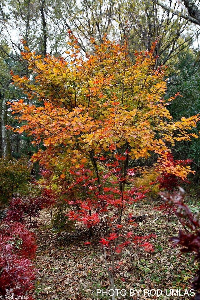 - Acer sieboldianum 'Ogurayama' Full Moon Japanese Maple - Mr Maple │ Buy Japanese Maple Trees