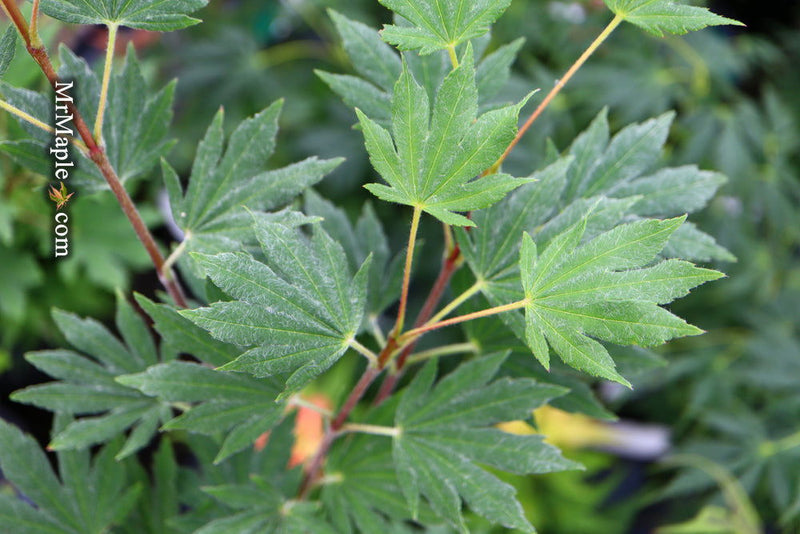 - Acer sieboldianum 'Ogurayama' Full Moon Japanese Maple - Mr Maple │ Buy Japanese Maple Trees