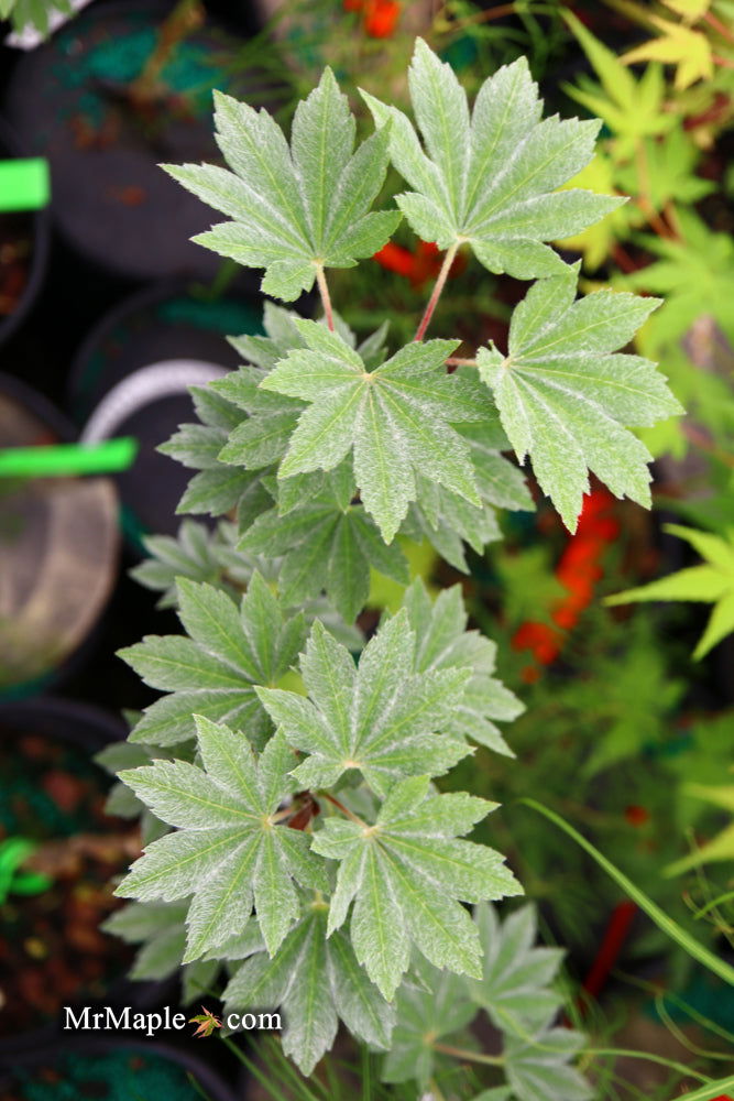 - Acer sieboldianum 'Ogurayama' Full Moon Japanese Maple - Mr Maple │ Buy Japanese Maple Trees