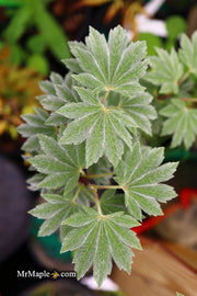 - Acer sieboldianum 'Ogurayama' Full Moon Japanese Maple - Mr Maple │ Buy Japanese Maple Trees