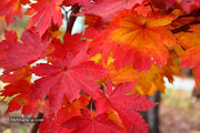 - Acer sieboldianum 'Ookisha' Japanese Maple - Mr Maple │ Buy Japanese Maple Trees